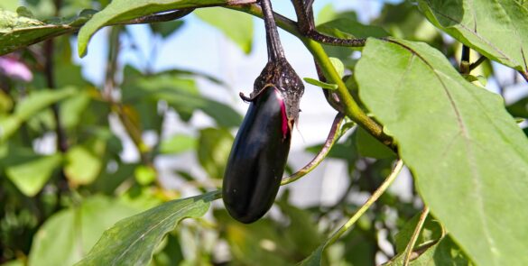 Bakłażan japoński