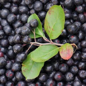 Read more about the article Kiszona aronia jak zrobić przepis i właściwości