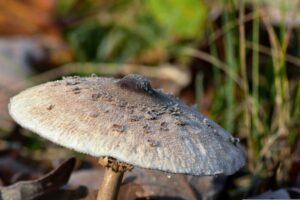 Read more about the article Kiszone kanie jak zrobić przepis i właściwości