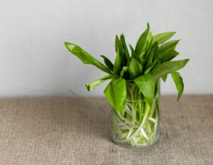 Read more about the article Kiszony czosnek niedźwiedzi jak zrobić przepis i właściwości