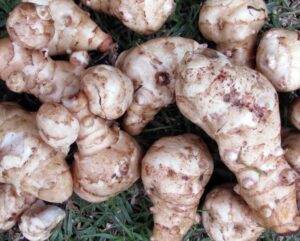 Read more about the article Kiszony topinambur jak zrobić przepis i właściwości